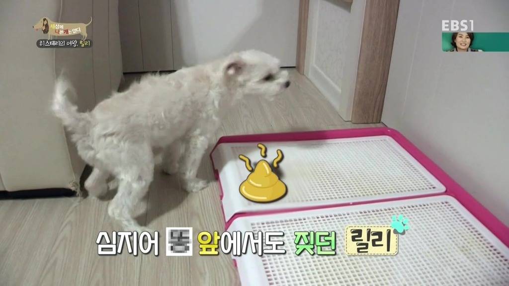 [세상에나쁜개는없다] 가족들에게 짖고 무는 강아지 릴리햏 | 인스티즈