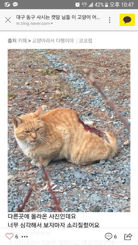 염산테러당한 고양이 구조 도와줄 사람 (지역은 대구래) 제발 관심 가져줘 엄청 급한일이래 +칼안락사 될 강아지 한마리도 있어 (((상처 사진 주의))) | 인스티즈