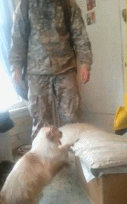 파병갔다온 군인 맞이하는 댕댕이vs냥이...gif | 인스티즈