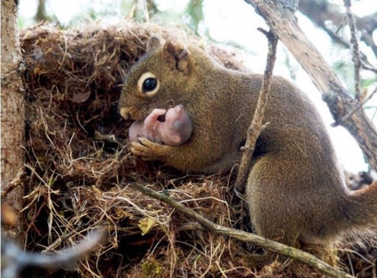 동물들의 모성애...jpg | 인스티즈