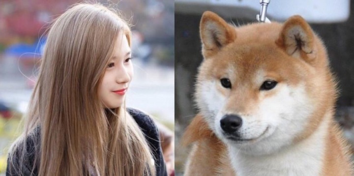 댕댕이닮은 사나 모음 | 인스티즈