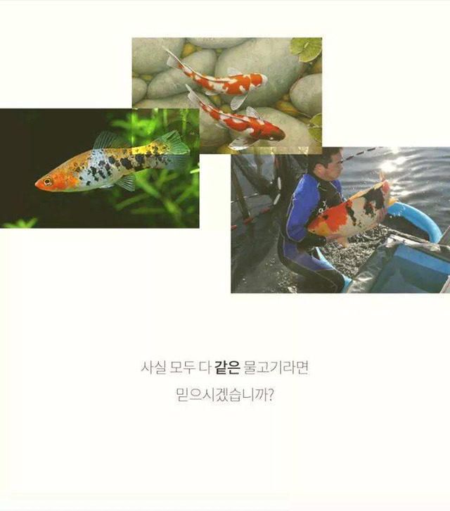 코이의 법칙 | 인스티즈