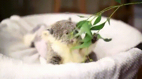 코알라.jpgif | 인스티즈