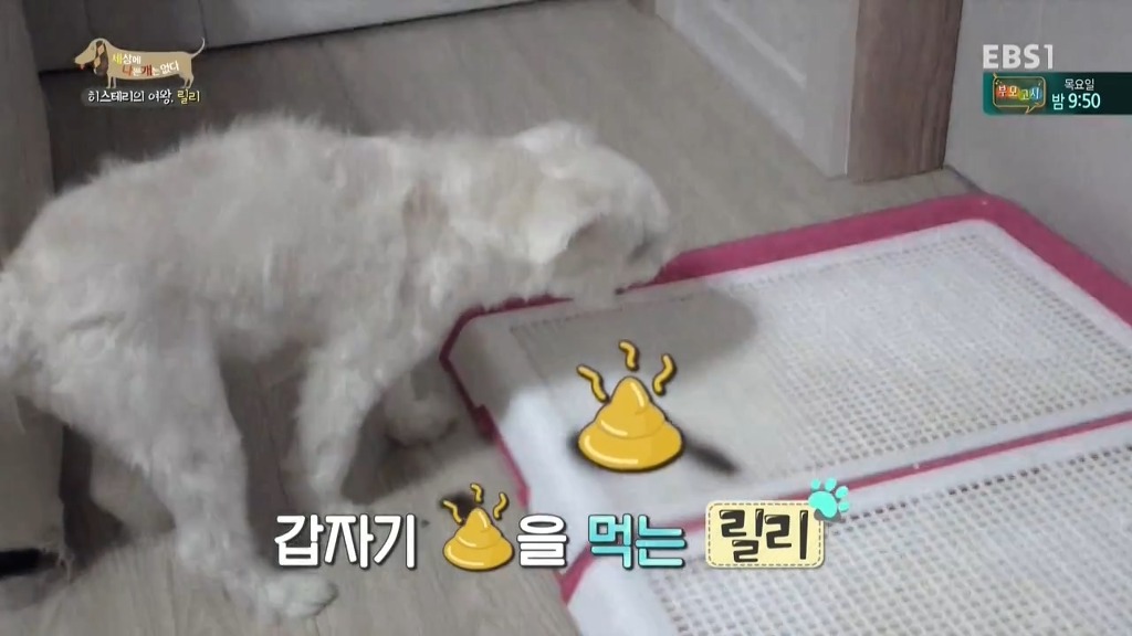 [세상에나쁜개는없다] 가족들에게 짖고 무는 강아지 릴리햏 | 인스티즈