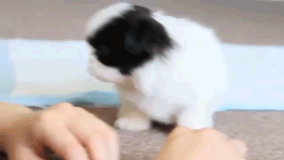 심장폭행하는 댕댕이들 | 인스티즈