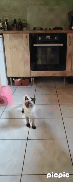 흔한 고양이의 반응속도 | 인스티즈