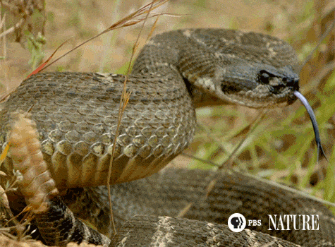 메롱하는 뱀 | 인스티즈