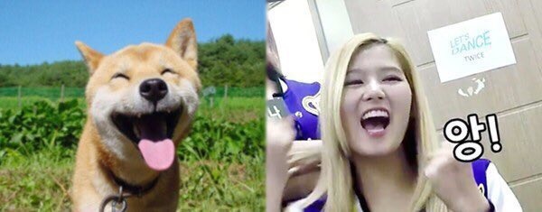 댕댕이닮은 사나 모음 | 인스티즈