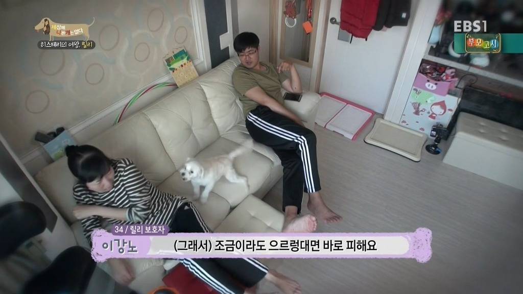 [세상에나쁜개는없다] 가족들에게 짖고 무는 강아지 릴리햏 | 인스티즈