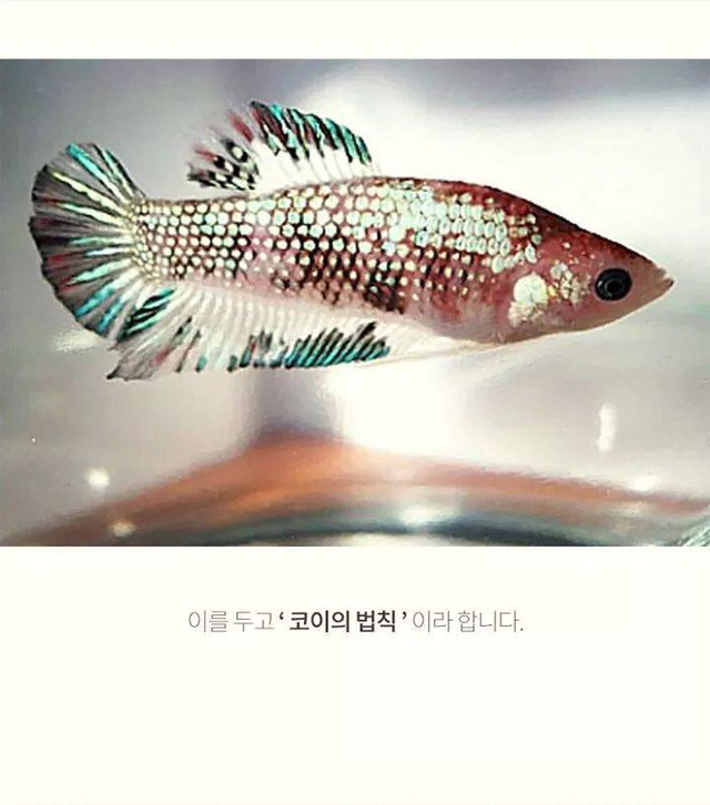 코이의 법칙 | 인스티즈