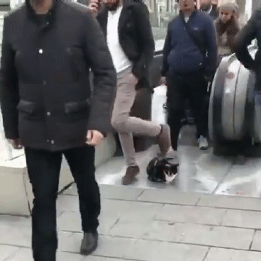 야옹님 밟지않게 조심해 | 인스티즈