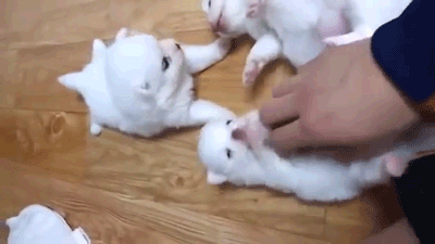 심장폭행하는 댕댕이들 | 인스티즈