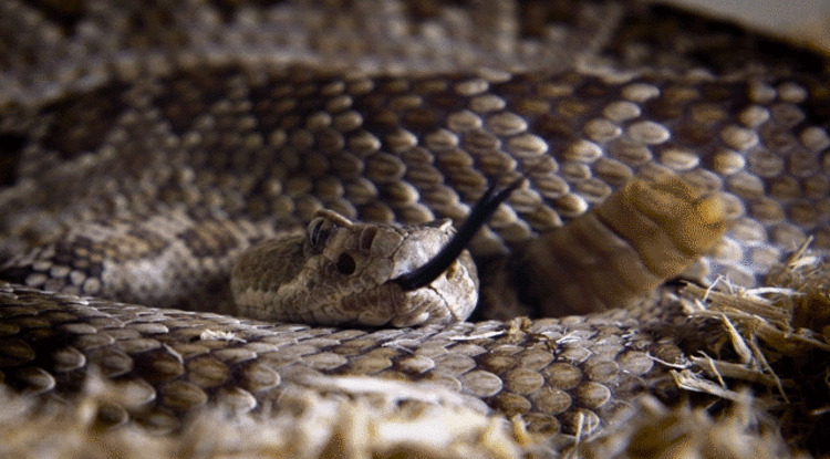 메롱하는 뱀 | 인스티즈