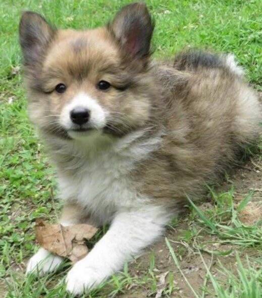 셔틀랜드 쉽독(셀티)+포메라니안 =포시(poshie).twt | 인스티즈