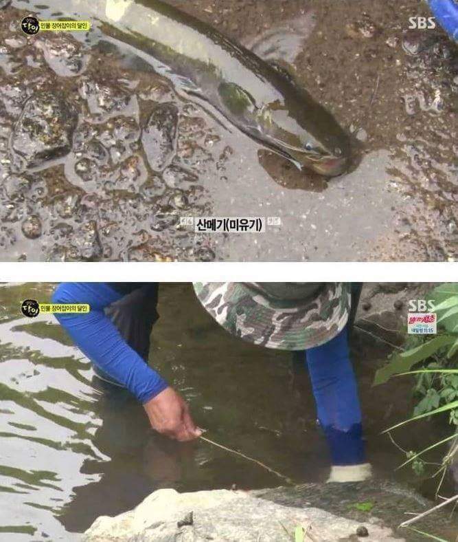 자연산 장어의 위엄 | 인스티즈