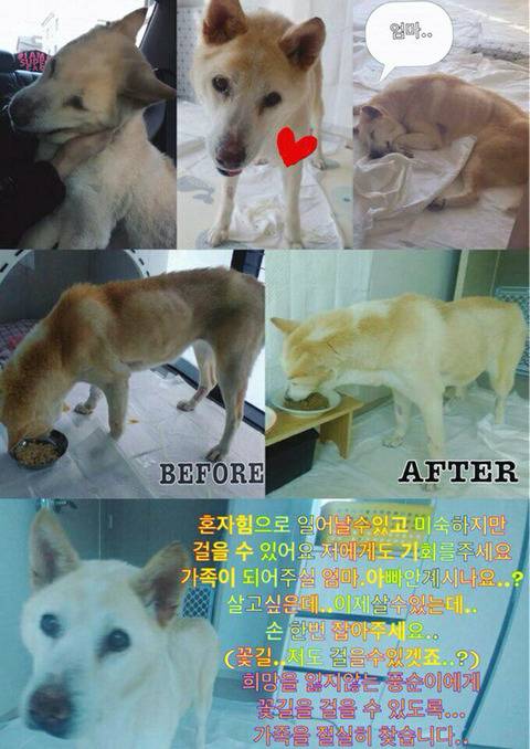 곧 안락사될 아이 보고가줘ㅠㅠㅠ 학대받았던 아이랑 길잃은 아이있어ㅠㅠ | 인스티즈
