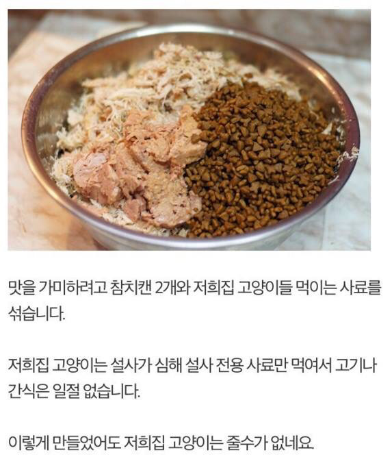 길고양이에게 정성스러운 먹이를 준비해보았다 | 인스티즈