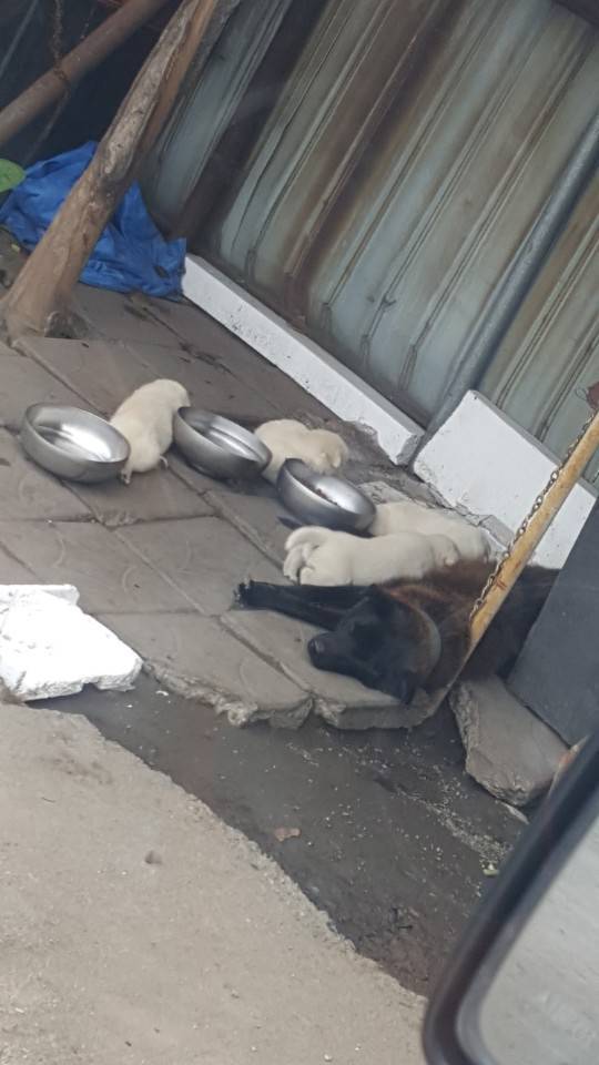 좀 전에 회사 앞 슈퍼에서 찍은 댕댕이들.jpg | 인스티즈