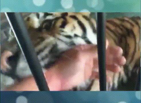 호랑이 이빨.gif | 인스티즈