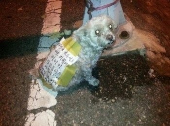 강아지가 버려질때의 심리.jpg (+ 실제 버려지는 강아지 영상) | 인스티즈