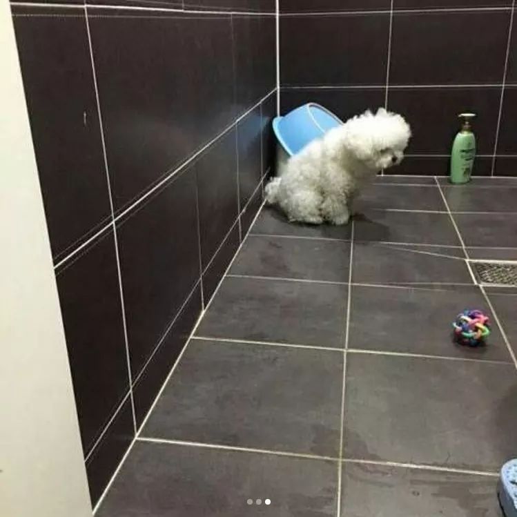 산책후 스스로 욕실로 들어가는 댕댕이 | 인스티즈