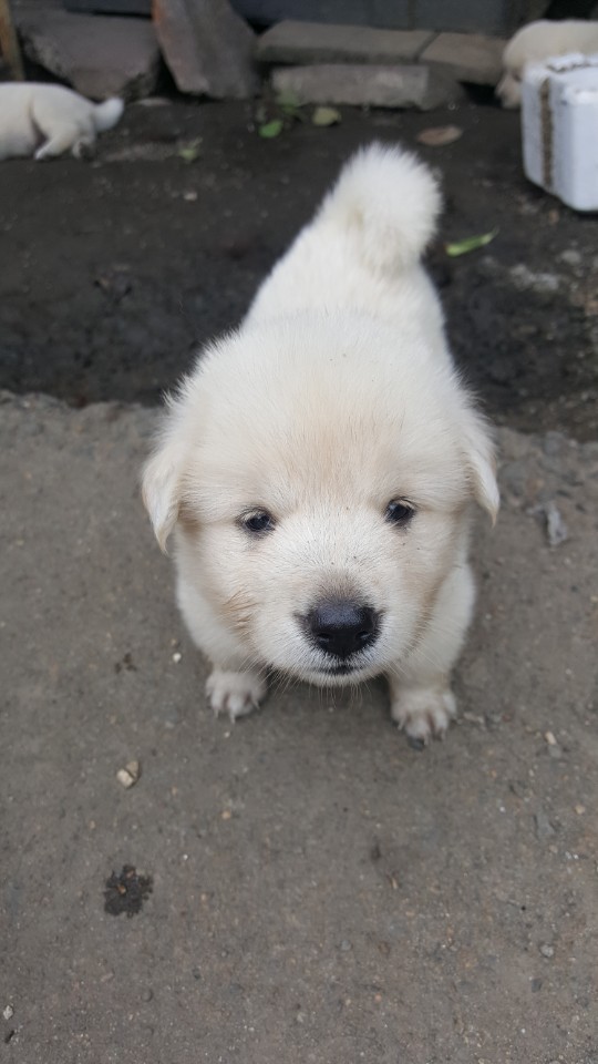 좀 전에 회사 앞 슈퍼에서 찍은 댕댕이들.jpg | 인스티즈