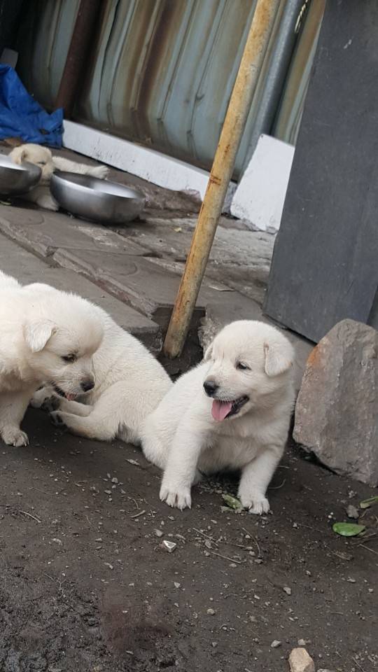 좀 전에 회사 앞 슈퍼에서 찍은 댕댕이들.jpg | 인스티즈