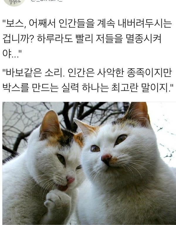 고양이가 인간을 멸종시키지 않는 이유 | 인스티즈