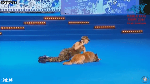 실제 전투상황에서 군견병이 없는 이유 | 인스티즈