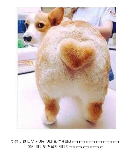 댕댕이 궁댕이를 하트로 잘라달라고 했다 | 인스티즈