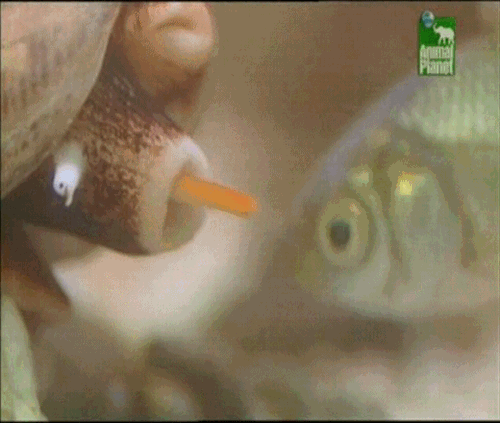 물고기를 잡아먹는 고동.gif | 인스티즈