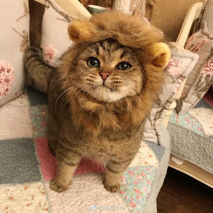 사자 코스프레 | 인스티즈