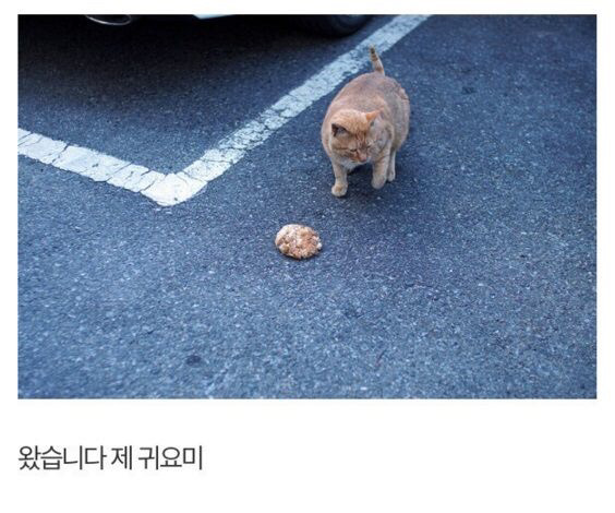 길고양이에게 정성스러운 먹이를 준비해보았다 | 인스티즈
