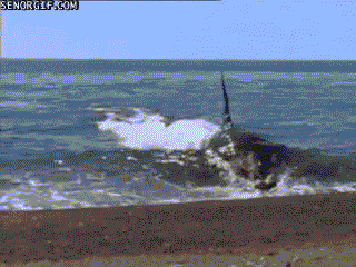 범고래가 얼마나 똑똑한 애들인지 알려주는 사건.gif | 인스티즈