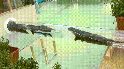 수달이 건물을 이동하는 방법.gif | 인스티즈