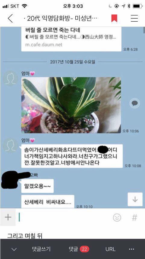 댕댕이가 어머님이 키우시는 산세베리아 뜯어먹음 | 인스티즈