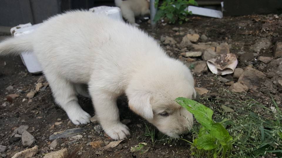좀 전에 회사 앞 슈퍼에서 찍은 댕댕이들.jpg | 인스티즈