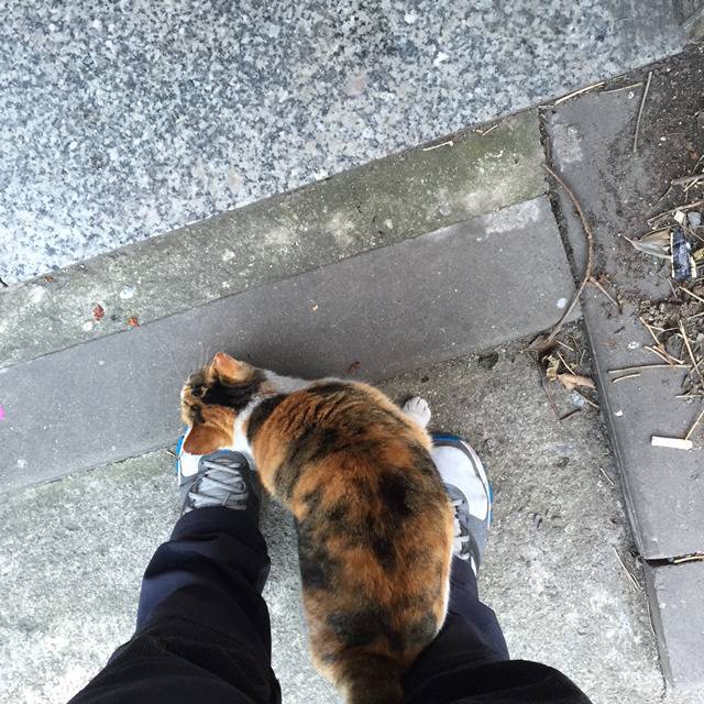 길고양이와 눈이 마주치다 | 인스티즈