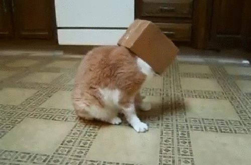 고양이가 인간을 멸종시키지 않는 이유 | 인스티즈