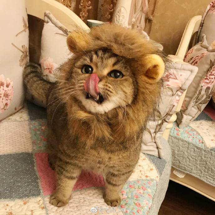 사자 코스프레 | 인스티즈