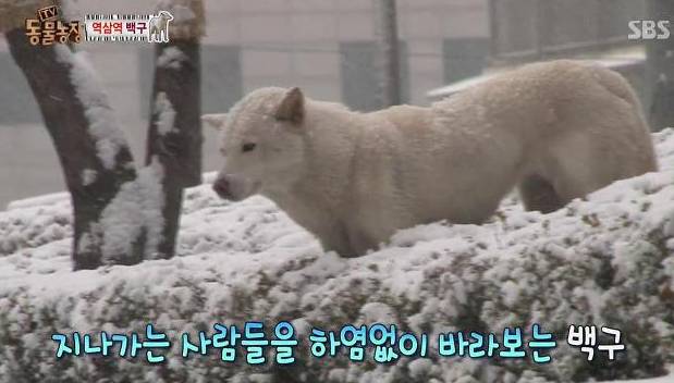 강아지가 버려질때의 심리.jpg (+ 실제 버려지는 강아지 영상) | 인스티즈