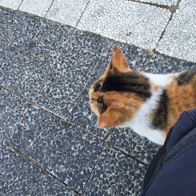 길고양이와 눈이 마주치다 | 인스티즈