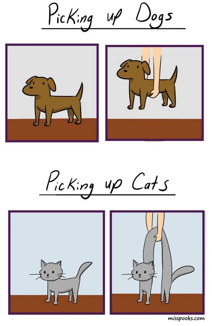 개와 고양이의 차이 | 인스티즈