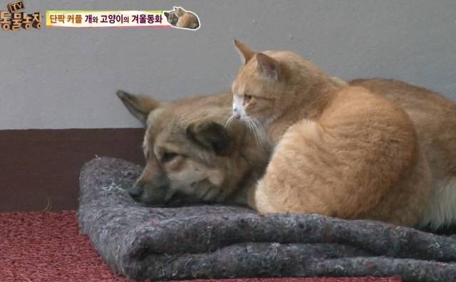 강아지가 버려질때의 심리.jpg (+ 실제 버려지는 강아지 영상) | 인스티즈