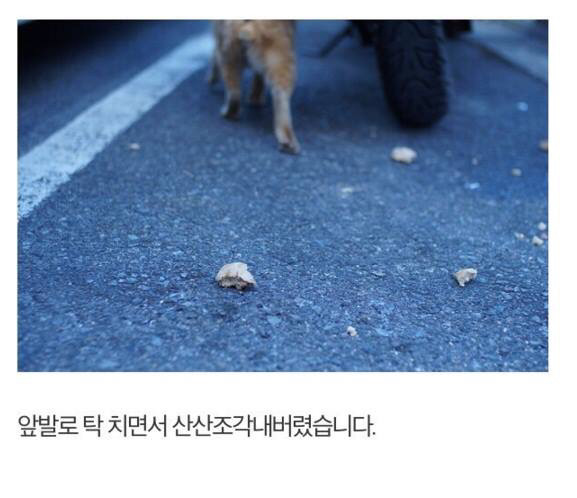 길고양이에게 정성스러운 먹이를 준비해보았다 | 인스티즈