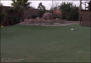 우다다하는 냥이 | 인스티즈