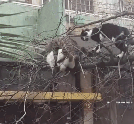 성욕이 부른 대참사? | 인스티즈