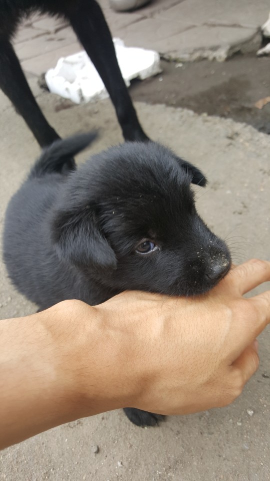 좀 전에 회사 앞 슈퍼에서 찍은 댕댕이들.jpg | 인스티즈