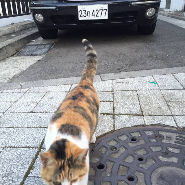 길고양이와 눈이 마주치다 | 인스티즈