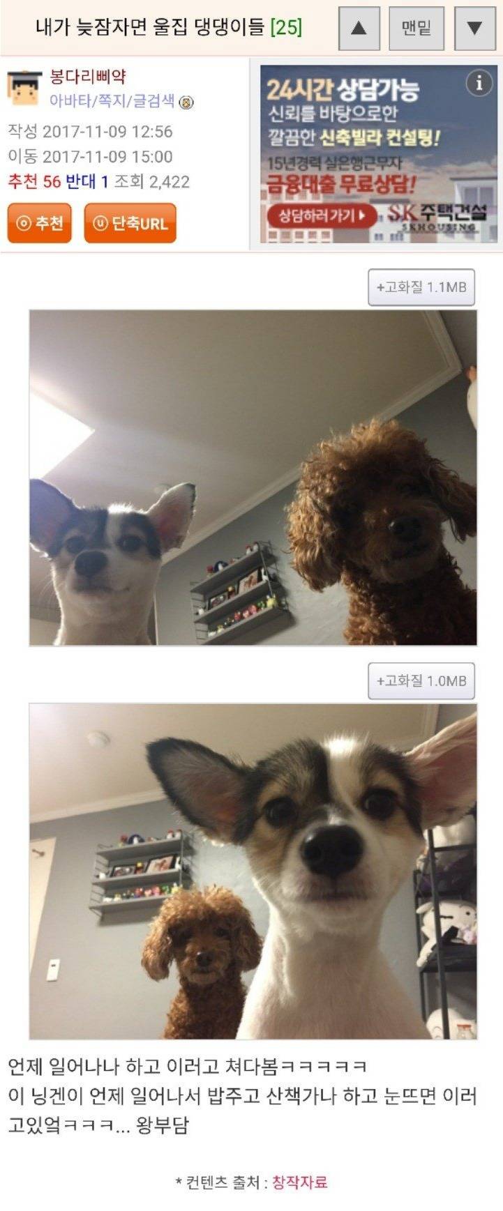 주인이 일어나길 기다리는 댕댕이들 | 인스티즈